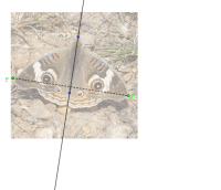 View Activity