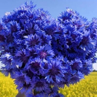 Ірина Журавель